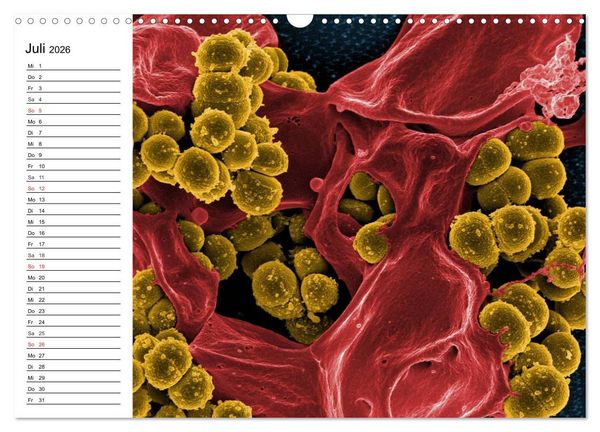 Produktbild: Mikrobiologie. Mikroorganismen, Genetik und Zellen (Wandkalender 2026 DIN A3 quer), CALVENDO Monatskalender