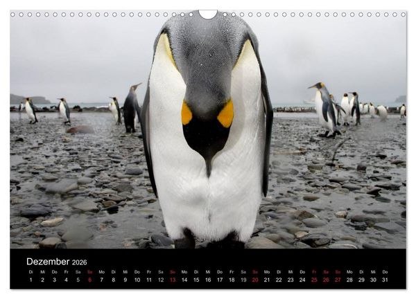 Produktbild: Antarktis 68&deg; S&uuml;d (Wandkalender 2026 DIN A3 quer), CALVENDO Monatskalender