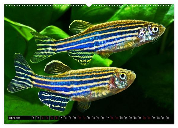 Produktbild: Beliebte Fische der Welt (Wandkalender 2026 DIN A2 quer), CALVENDO Monatskalender