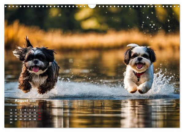 Produktbild: Shih Tzu - der wuschelige Hund aus Tibet (Wandkalender 2026 DIN A3 quer), CALVENDO Monatskalender