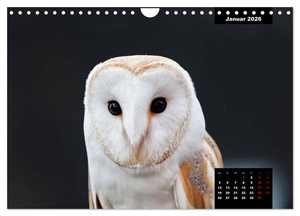 Produktbild: Greifv&ouml;gel - Herrscher der L&uuml;fte (Wandkalender 2026 DIN A4 quer), CALVENDO Monatskalender