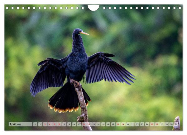 Produktbild: Phantastische Vogelwelt Costa Rica (Wandkalender 2026 DIN A4 quer), CALVENDO Monatskalender