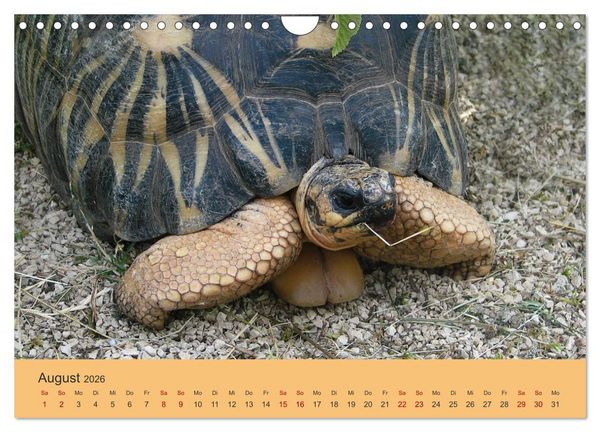 Produktbild: Landschildkr&ouml;ten (Wandkalender 2026 DIN A4 quer), CALVENDO Monatskalender