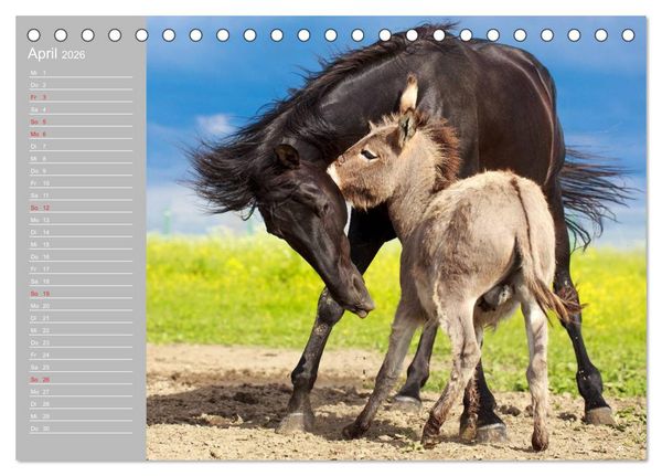 Produktbild: Kleiner Esel. Boldewyn mit seinen Freunden (Tischkalender 2026 DIN A5 quer), CALVENDO Monatskalender