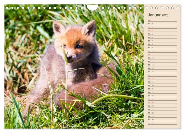 Produktbild: Verspielte Fuchswelpen - Allein zu Haus' (Wandkalender 2026 DIN A4 quer), CALVENDO Monatskalender
