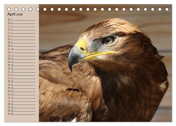 Produktbild: Der Steinadler. Majest&auml;tischer Greifvogel (Tischkalender 2026 DIN A5 quer), CALVENDO Monatskalender