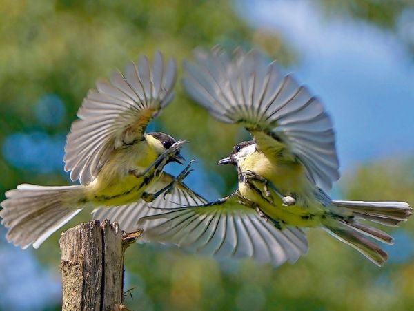 Produktbild: CALVENDO Puzzle Zwei Kohlmeisen im Luftkampf | 1000 Teile Lege-Gr&ouml;&szlig;e 64x48cm Foto-Puzzle f&uuml;r gl&uuml;ckliche Stunden