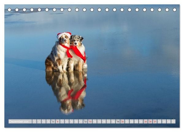 Produktbild: Australian Shepherd 2026 (Tischkalender 2026 DIN A5 quer), CALVENDO Monatskalender
