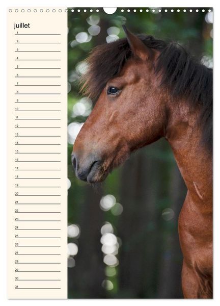 Produktbild: Cheval islandais - Calendrier anniversaire (Calendrier mural 2026 DIN A3 horizontal), CALVENDO calendrier mensuel