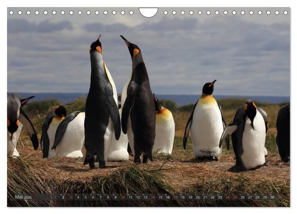 Produktbild: Pinguine in Patagonien (Wandkalender 2026 DIN A4 quer), CALVENDO Monatskalender