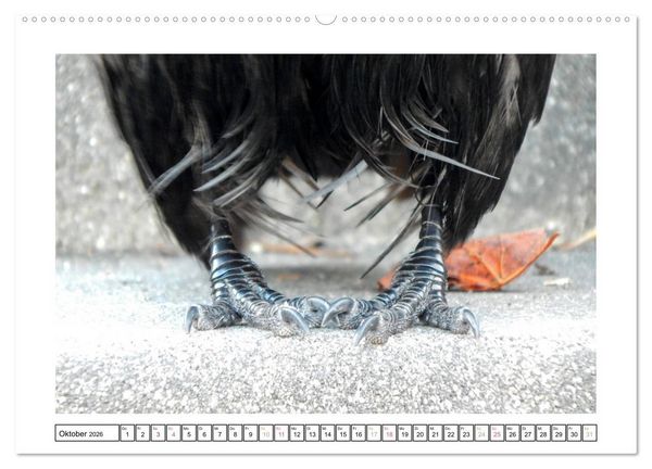 Produktbild: Rabenhafte Augenblicke (Wandkalender 2026 DIN A2 quer), CALVENDO Monatskalender