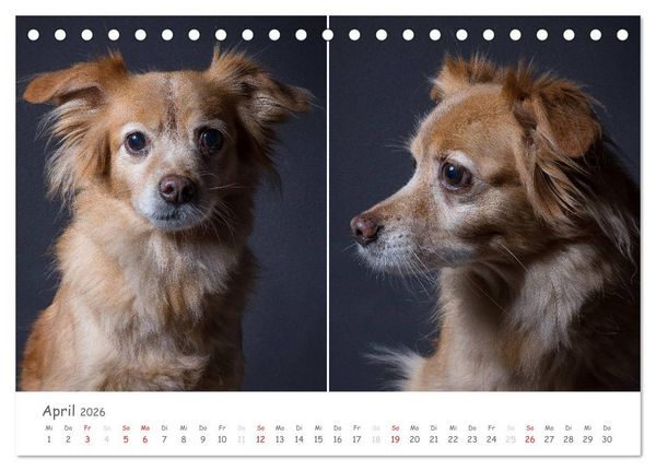 Produktbild: charakterstarke Hunde, wundersch&ouml;ne Hundeportraits (Tischkalender 2026 DIN A5 quer), CALVENDO Monatskalender