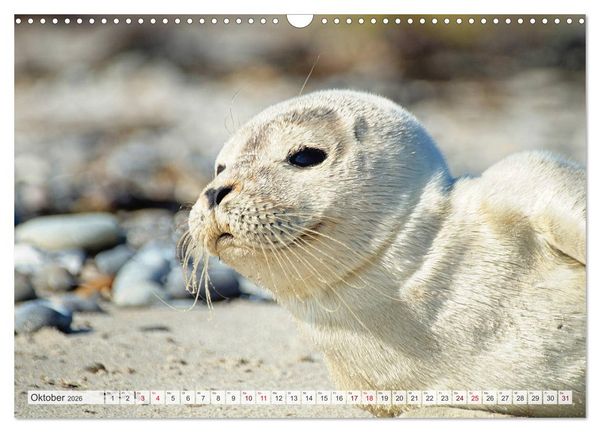 Produktbild: Guck mal ... Robben im Wattenmeer (Wandkalender 2026 DIN A3 quer), CALVENDO Monatskalender