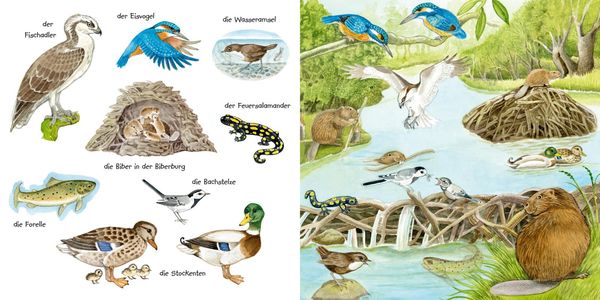 Produktbild: Mein kleines buntes Bildw&ouml;rterbuch: Tiere im und am Wasser