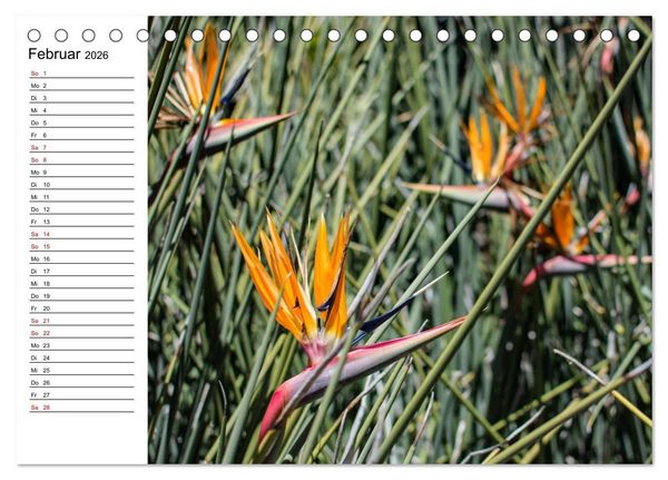 Produktbild: Strelitzien - die Paradiesv&ouml;gel unter den Blumen (Tischkalender 2026 DIN A5 quer), CALVENDO Monatskalender