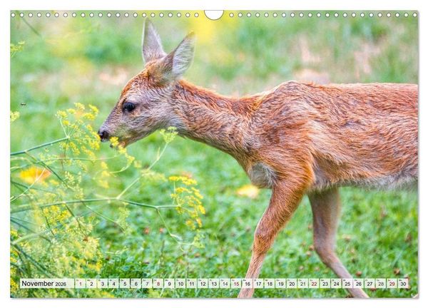 Produktbild: Rehe - Sanfte Waldbewohner (Wandkalender 2026 DIN A3 quer), CALVENDO Monatskalender