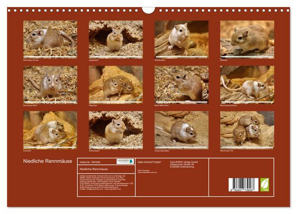 Produktbild: Niedliche Rennm&auml;use (Wandkalender 2026 DIN A3 quer), CALVENDO Monatskalender