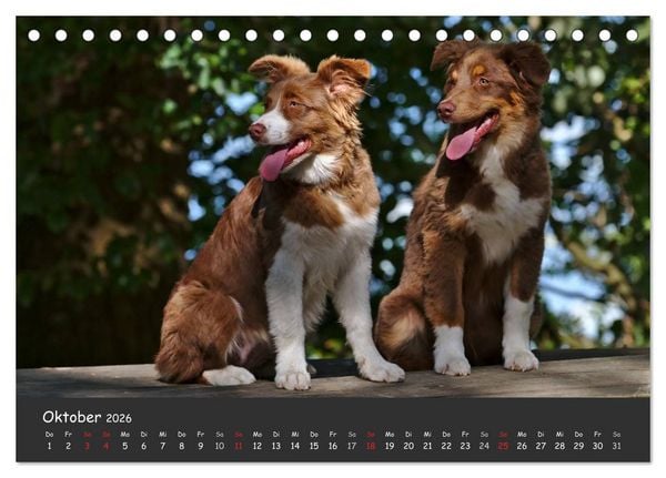 Produktbild: Australian Shepherd - Augenblicke (Tischkalender 2026 DIN A5 quer), CALVENDO Monatskalender