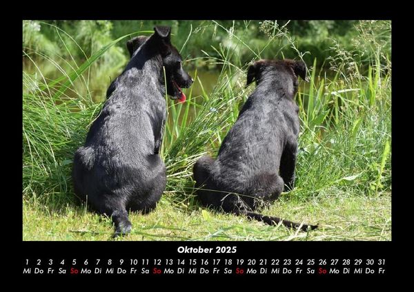 Produktbild: Hundezauber 2025 Fotokalender DIN A3