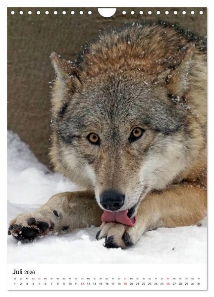 Produktbild: Wolf-Gesichter (Wandkalender 2026 DIN A4 hoch), CALVENDO Monatskalender