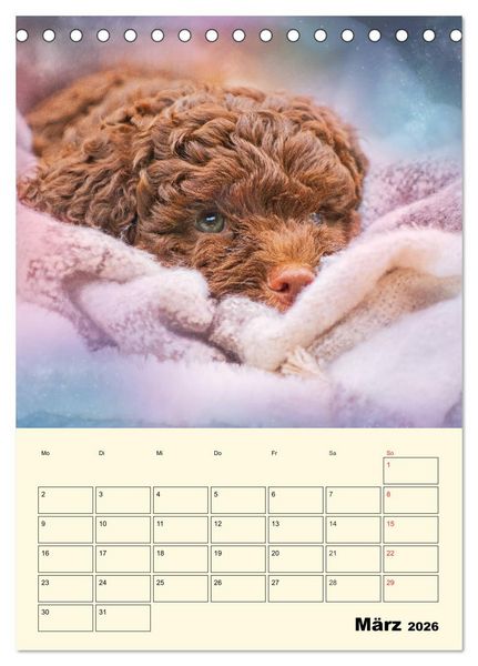 Produktbild: Jahresplaner Lagotto Romagnolo Welpen (Tischkalender 2026 DIN A5 hoch), CALVENDO Monatskalender