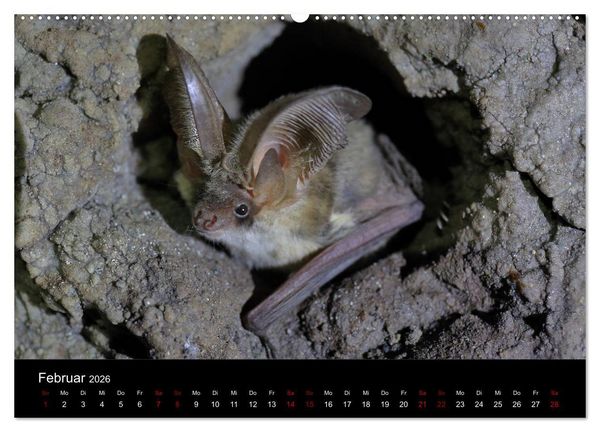 Produktbild: Flederm&auml;use - J&auml;ger der Nacht (hochwertiger Premium Wandkalender 2026 DIN A2 quer), Kunstdruck in Hochglanz