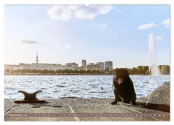 Produktbild: Hamburg - Stadt der M&ouml;pse (hochwertiger Premium Wandkalender 2026 DIN A2 quer), Kunstdruck in Hochglanz