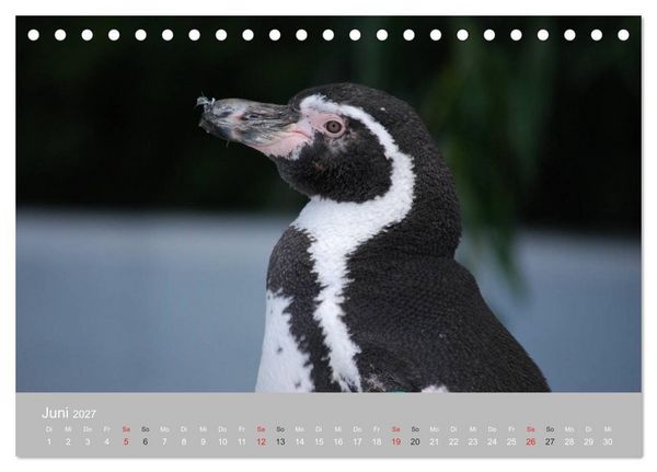 Produktbild: Pinguine 2027 (Tischkalender 2027 DIN A5 quer), CALVENDO Monatskalender