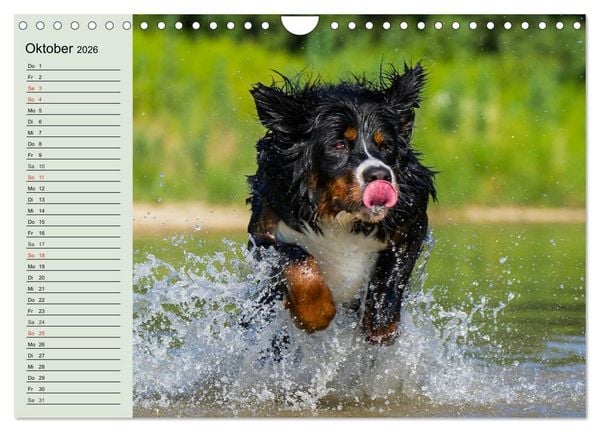 Produktbild: Berner Sennenhunde in Action (Wandkalender 2026 DIN A4 quer), CALVENDO Monatskalender