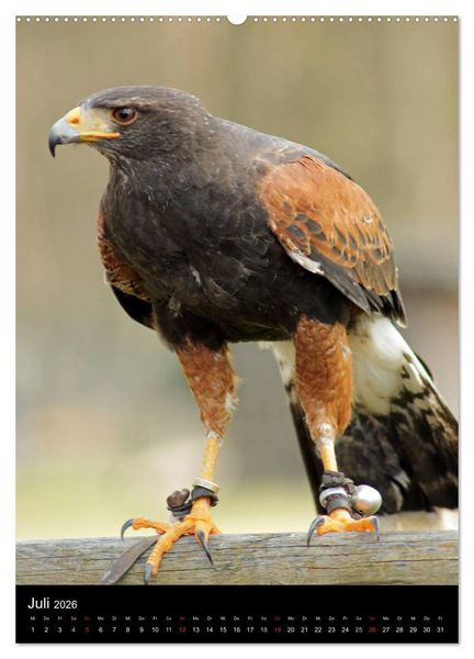 Produktbild: Scharfe Krallen, scharfe Augen, Greifv&ouml;gel und Eulen im Wildpark (hochwertiger Premium Wandkalender 2026 DIN A2 hoch), Kunstdruck in Hochglanz