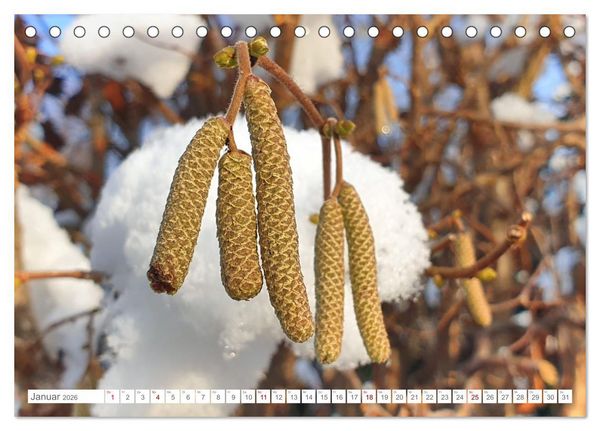Produktbild: Das Leben der Haselnuss (Tischkalender 2026 DIN A5 quer), CALVENDO Monatskalender