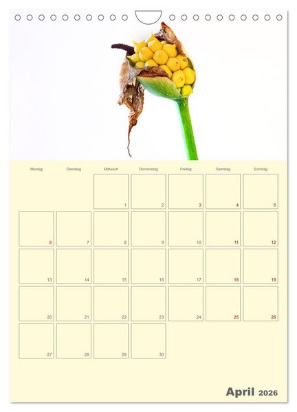 Produktbild: Blumenmetamorphosen (Wandkalender 2026 DIN A4 hoch), CALVENDO Monatskalender