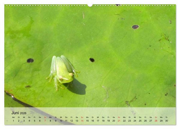 Produktbild: Frosch m&uuml;sste man sein! (Wandkalender 2026 DIN A2 quer), CALVENDO Monatskalender