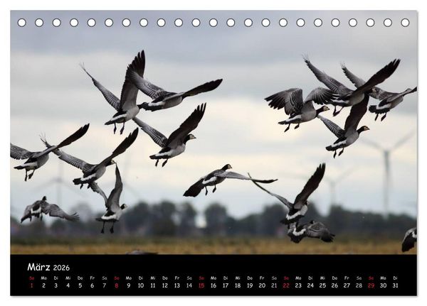 Produktbild: Schrei der Wildg&auml;nse (Tischkalender 2026 DIN A5 quer), CALVENDO Monatskalender