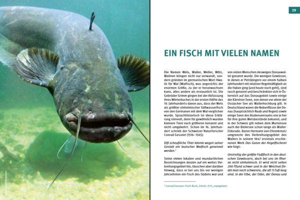 Produktbild: Welse - Giganten unserer Gew&auml;sser