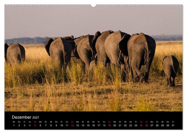 Produktbild: Elefanten - Die sanften Riesen Afrikas (Wandkalender 2027 DIN A2 quer), CALVENDO Monatskalender