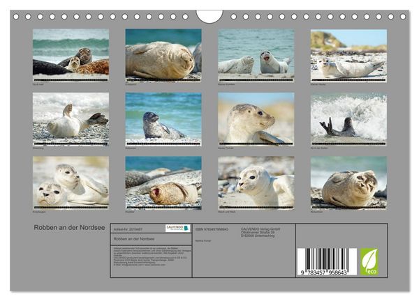 Produktbild: Robben an der Nordsee (Wandkalender 2026 DIN A4 quer), CALVENDO Monatskalender