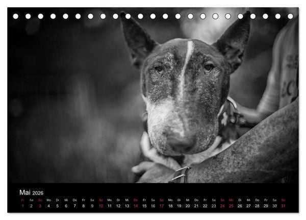 Produktbild: Bullterrier (Tischkalender 2026 DIN A5 quer), CALVENDO Monatskalender