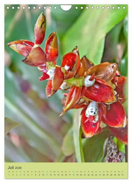 Produktbild: Botanischer Garten Basel - Eine Oase zum Entdecken (Wandkalender 2026 DIN A4 hoch), CALVENDO Monatskalender
