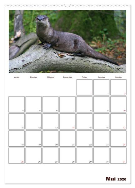 Produktbild: Der Fischotter-Terminplaner (Wandkalender 2026 DIN A2 hoch), CALVENDO Monatskalender