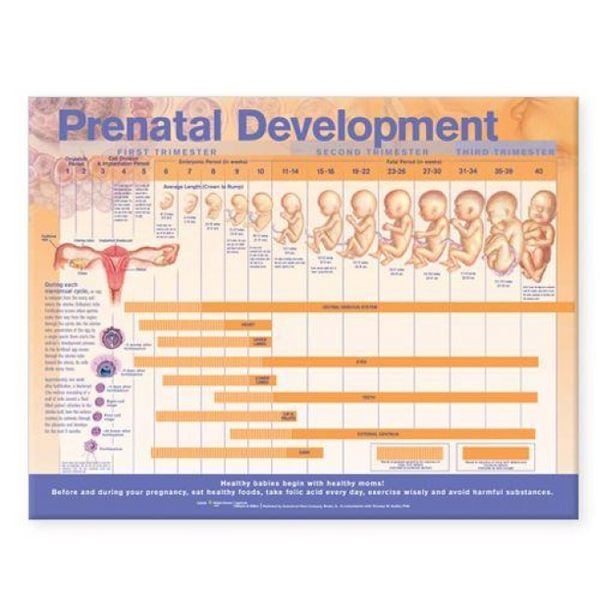 Produktbild: Fetal Development Chart Paper