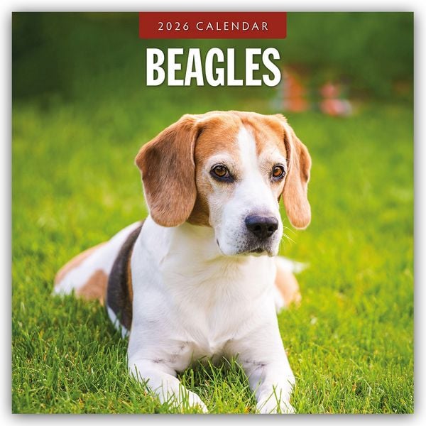 Produktbild: Beagles – Beagle 2026 – 16-Monatskalender