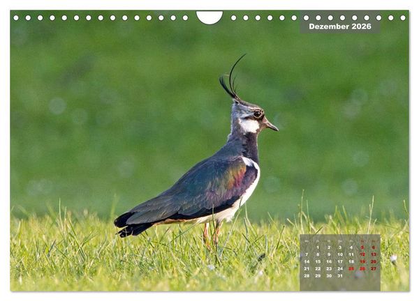 Produktbild: Naturparadies Nordstrand und Beltringharder Koog (Wandkalender 2026 DIN A4 quer), CALVENDO Monatskalender