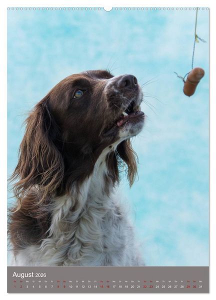 Produktbild: Hundegesichter beim W&uuml;rstchenschnappen (Wandkalender 2026 DIN A2 hoch), CALVENDO Monatskalender