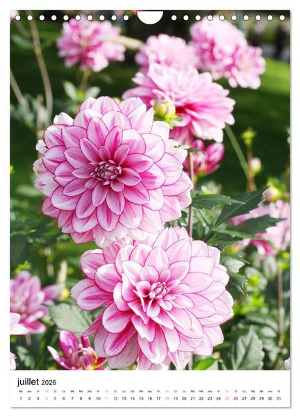 Produktbild: Des beaux dahlias (Calendrier mural 2026 DIN A4 horizontal), CALVENDO calendrier mensuel