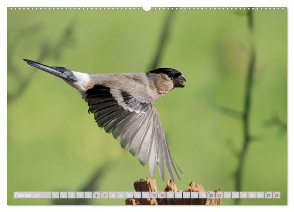 Produktbild: Flugk&uuml;nstler in luftiger H&ouml;he - Heimische Singv&ouml;gel im Flug (Wandkalender 2027 DIN A2 quer), CALVENDO Monatskalender