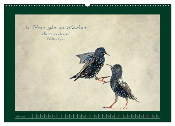 Produktbild: Stare und Weisheiten (Wandkalender 2026 DIN A2 quer), CALVENDO Monatskalender