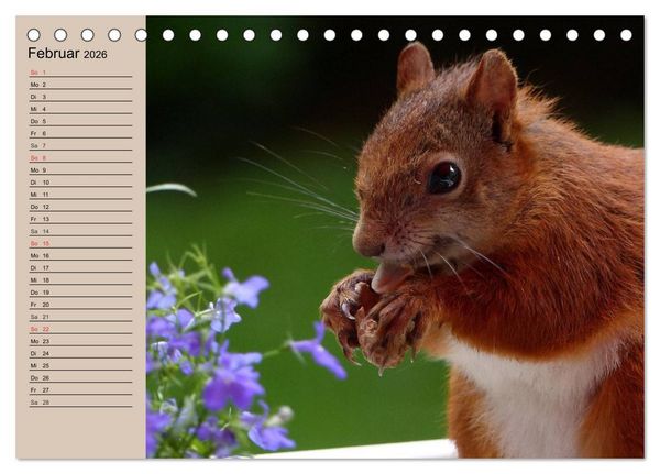 Produktbild: Eichh&ouml;rnchen. Wo sind blo&szlig; die N&uuml;sse? (Tischkalender 2026 DIN A5 quer), CALVENDO Monatskalender