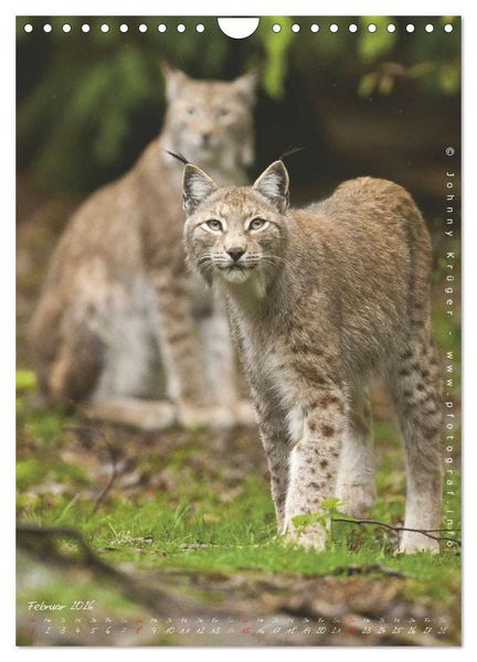 Produktbild: Luchs (Wandkalender 2026 DIN A4 hoch), CALVENDO Monatskalender