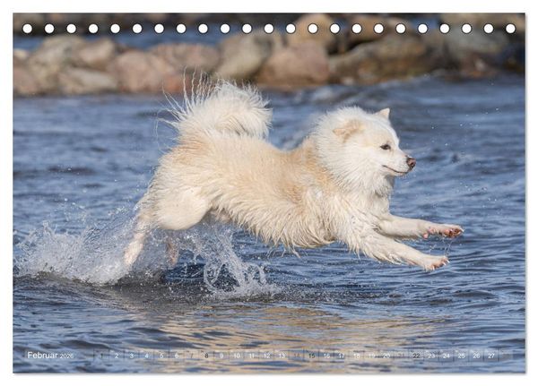 Produktbild: Mit Hunden an den Str&auml;nden von Nord- und Ostsee (Tischkalender 2026 DIN A5 quer), CALVENDO Monatskalender